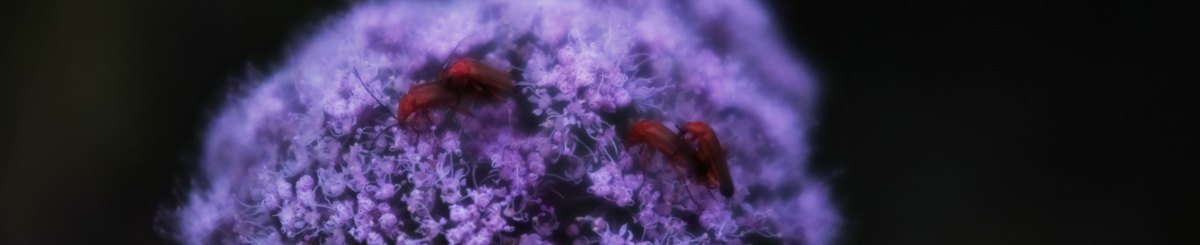 设计师品牌 - REMUS