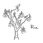 Rie