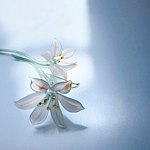 Sq glass