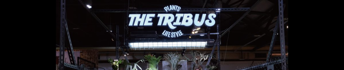 THE TRIBUS STUDIO