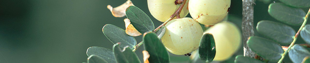 设计师品牌 - 树重奏