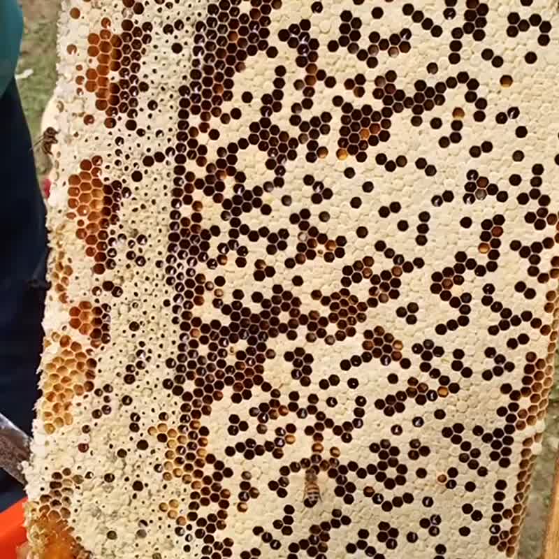 野生蜂蜜 (红淡花蜂蜜) 530g (无纸袋) - 蜂蜜/黑糖 - 其他材质 