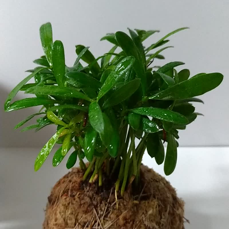 园艺手作介质 特级智利原色水苔 苔球 苔玉原材料 - 植栽 - 植物．花 