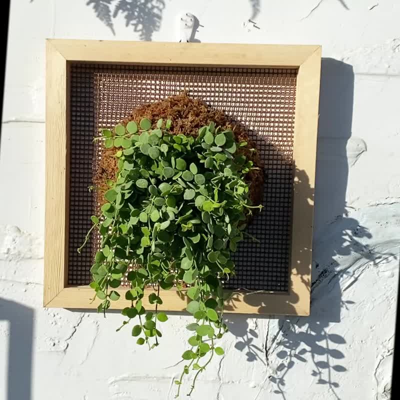 【串钱藤画框】 质感画框/ 室内植物 - 植栽/盆栽 - 植物．花 绿色