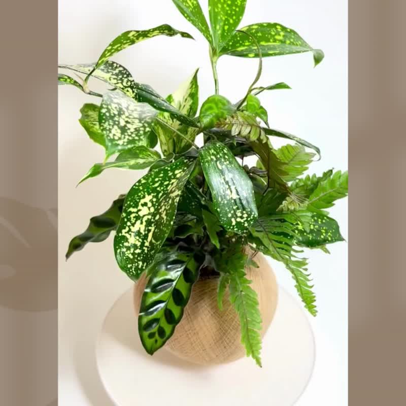 红凤尾蕨 六品组合植栽苔球 - 植栽/盆栽 - 植物．花 