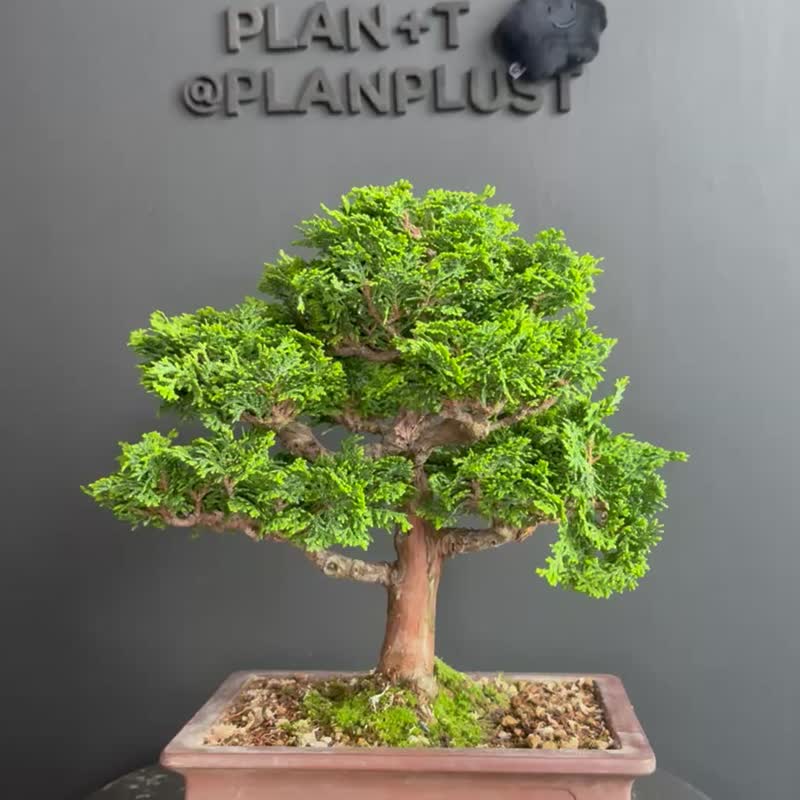 日本津山桧 植物 盆景 盆栽 bonsai 枫叶 块根 多肉植物 送礼 - 植栽/盆栽 - 植物．花 绿色