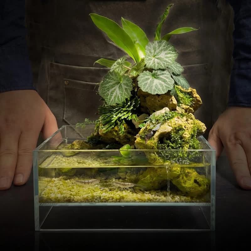 石壁生辉 / 定制化循环系统水陆生态缸 - 植栽/盆栽 - 植物．花 
