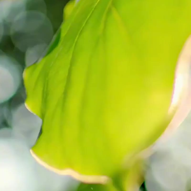 DAILY LAB小羊皮车载香薰香水摆件汽车内出风口香水礼盒生日礼物 - 香薰/精油/线香 - 人造皮革 