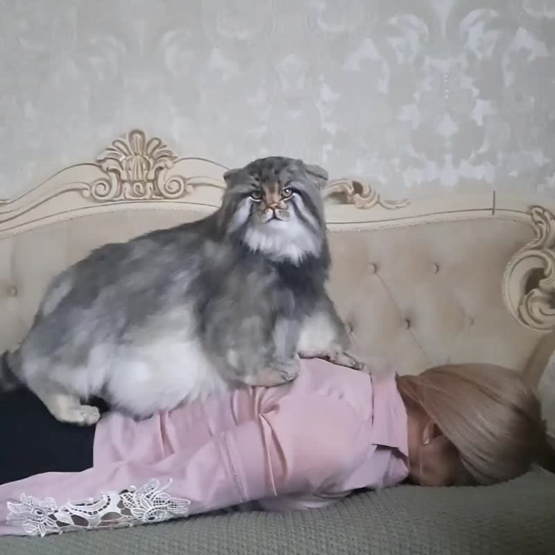 Pallas's cat (Otocolobus manul ) 拟真绒毛动物。独一无二的填充玩具。 - 玩偶/公仔 - 其他材质 灰色