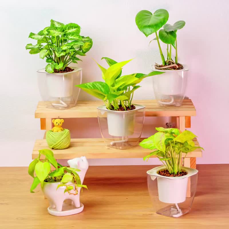 圆叶椒草 免浇水方形盆栽 室内植物 观叶植物 礼物 盆栽 - 植栽/盆栽 - 植物．花 