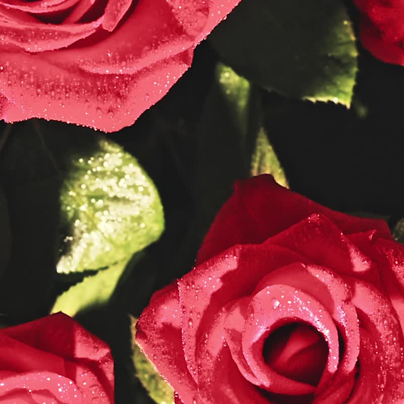 【限定】衡香佳酚礼盒(益生菌+精油扩香木组) | Cycitrus 杉与橙 - 健康/养生 - 浓缩/萃取物 卡其色