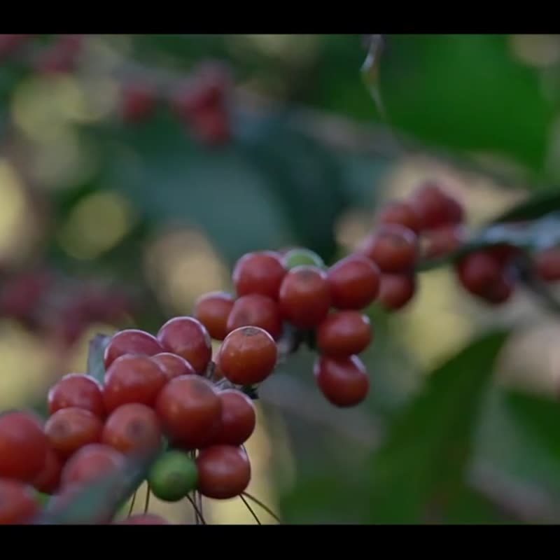 泰国 Doi Inthanon Peacerry's Farm Mae Klang Luang 厌氧天然 - 咖啡 - 其他材质 