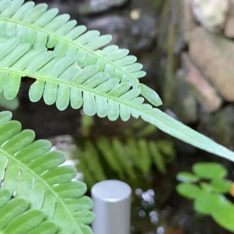 VANILLE PATCHOULI  香草广藿香淡香水 - 香水/香膏 - 玻璃 