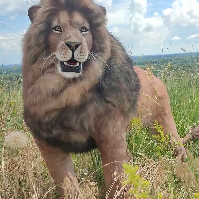 亚洲狮子野生动物野猫逼真艺术娃娃人造毛绒野猫家居装饰 - 玩偶/公仔 - 其他材质 咖啡色