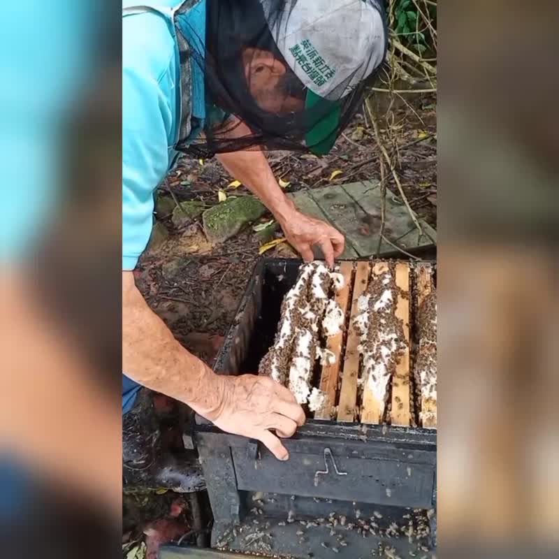野生森林红淡花蜂蜜红淡花蜜 850gX1+送礼用袋子(袋子颜色随机) - 蜂蜜/黑糖 - 新鲜食材 
