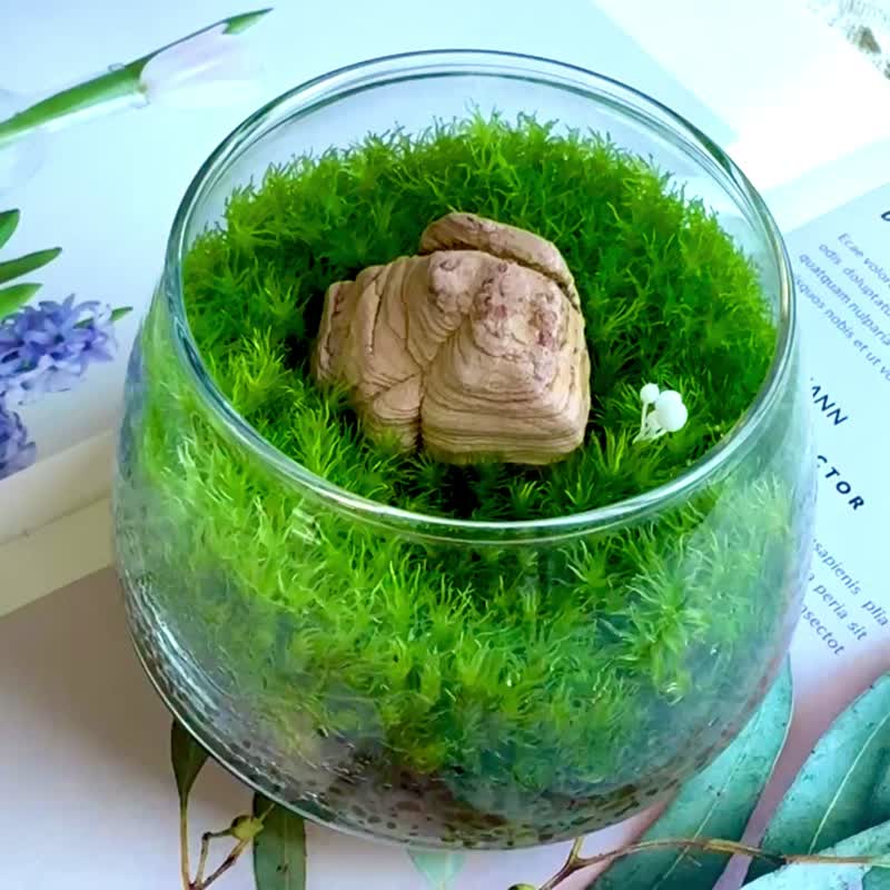 【微景观】小石光 苔藓缸.森林感办公室小物 创意生日礼物 疗愈 - 植栽/盆栽 - 植物．花 绿色