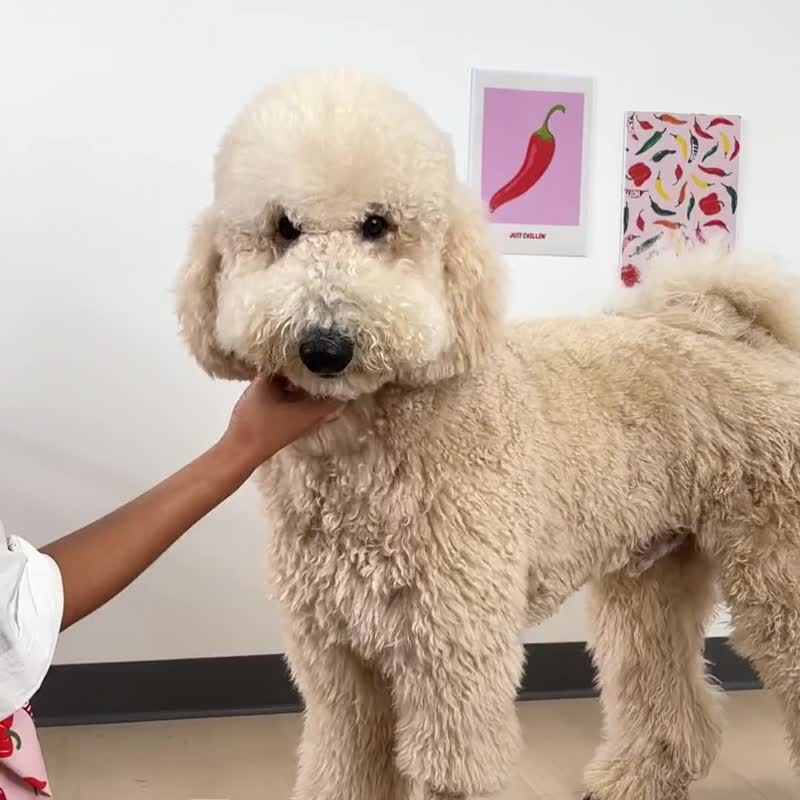 防掉毛衣，集毛衣，蔬果防护衣系列 - 衣/帽 - 其他材质 