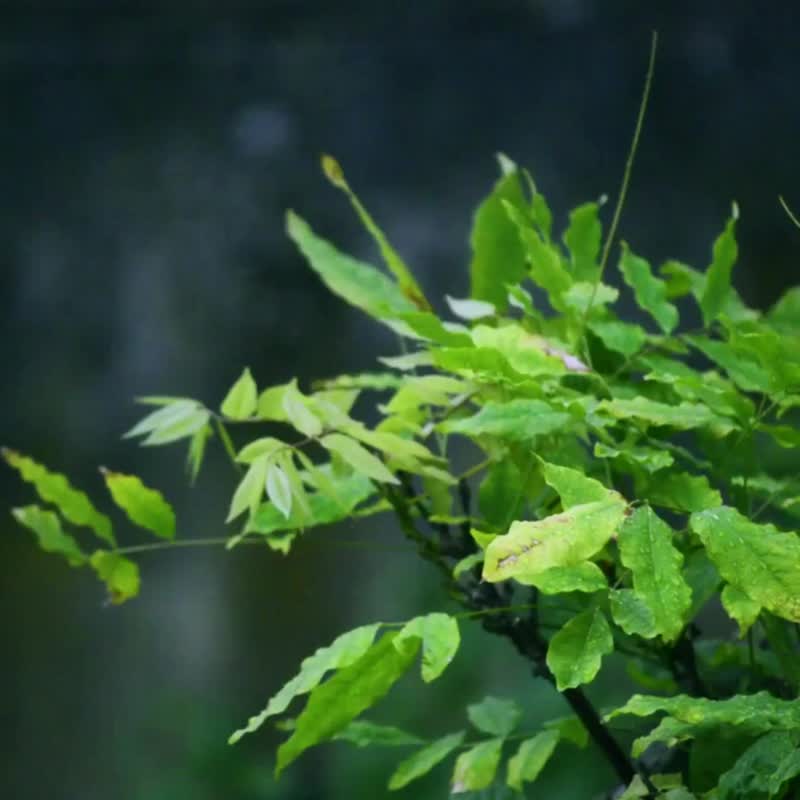 【定制化礼物】挂画- 灵果-和平 /手绘原作/艺术微喷画连松木相框 - 海报/装饰画/版画 - 环保材料 