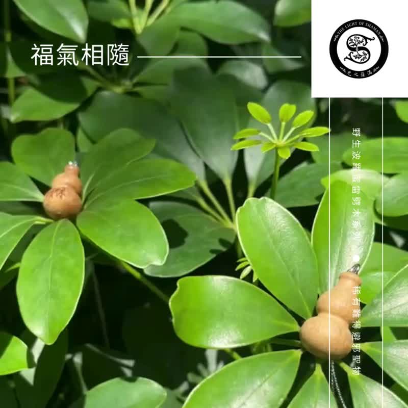 福气相随 稀有难得避邪圣物野生波罗蜜雷劈木系列相思木雷劈木福 - 其他 - 木头 蓝色
