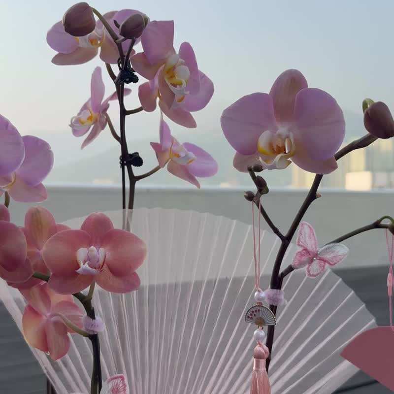 Soft wings in sunbeams 双色兰花摆设 - 植栽/盆栽 - 植物．花 