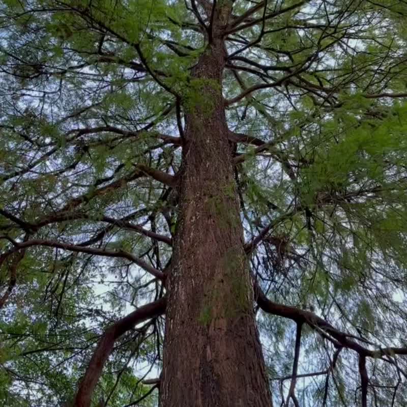 【susurro】枕头织品喷雾 花园写作 50mL 助眠喷雾 精油 香氛 - 香薰/精油/线香 - 精油 