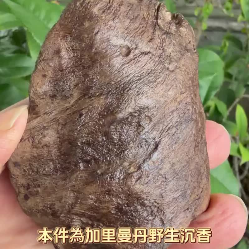 加里曼丹 野生沉香老料 84公克 沉香摆件 【沉水级】 星洲系 - 摆饰 - 木头 卡其色