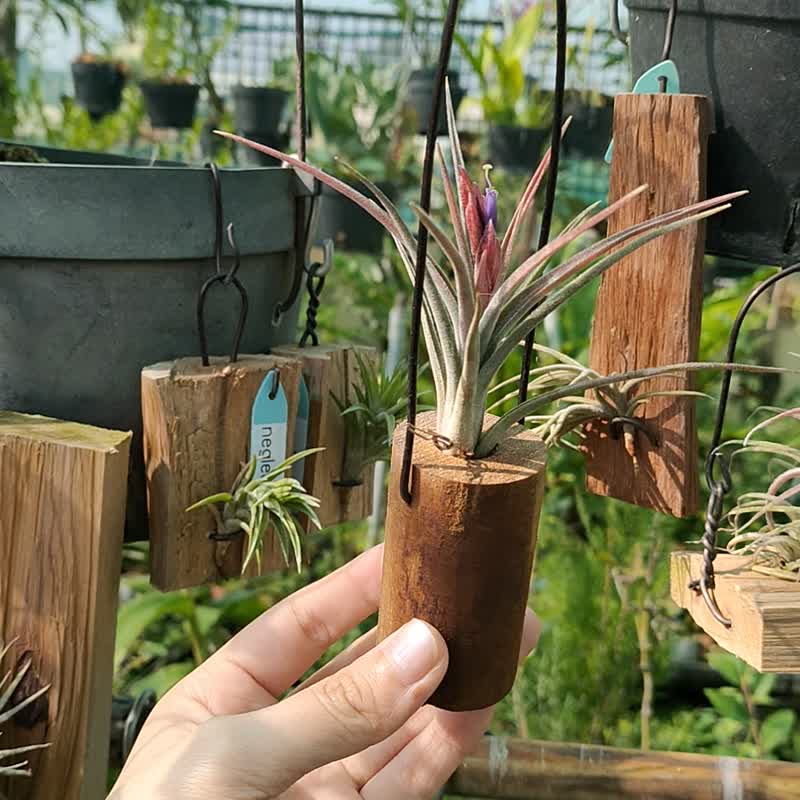 悬挂植物-空气凤梨   植物 盆栽 - 植栽/盆栽 - 植物．花 