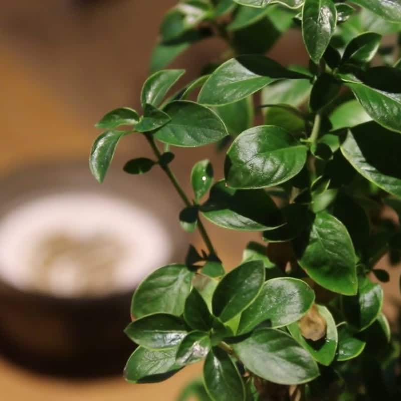 客製 白玉兰花香 |  天然百花露合香 手工線香 卧香30g装 - 香薰/精油/线香 - 其他材质 