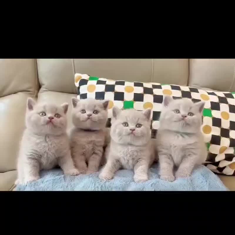 【似颜绘】宠物 来图定制丨Mood小日子双充头口袋行动电源 生日礼 - 充电宝/传输线 - 其他材质 