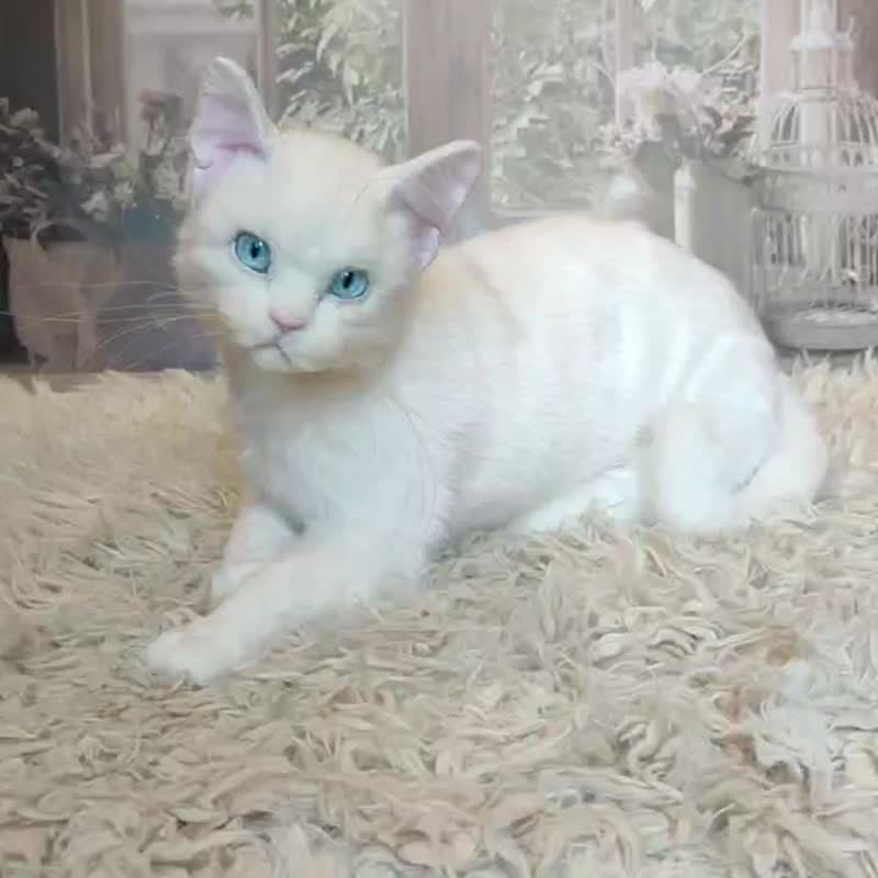 逼真猫艺术娃娃 OOAK 人造毛绒动物毛绒猫玩具 - 玩偶/公仔 - 其他材质 白色