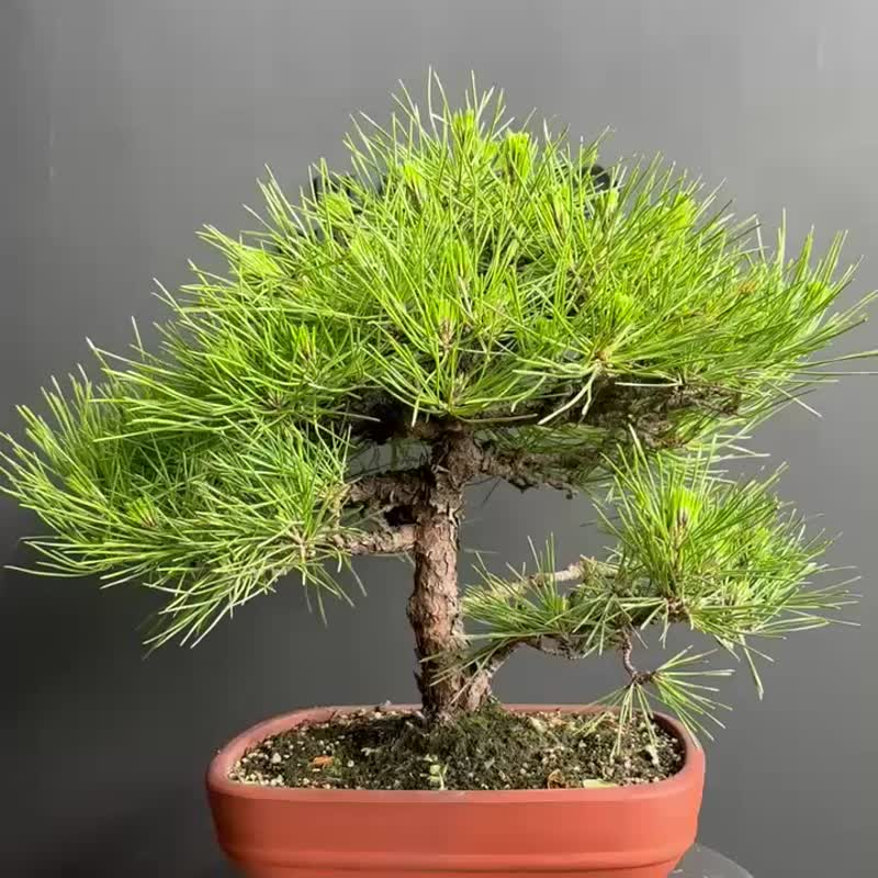 日本 黑松 植物 盆景 盆栽 bonsai 枫叶 块根 多肉植物 送礼 - 植栽/盆栽 - 植物．花 绿色