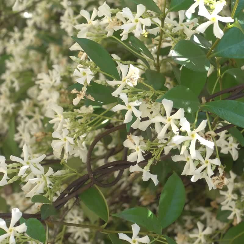 棉花动物园职场水豚人生赢家刺绣帆布包配冲浪兔摘星定制扇子挂件 - 侧背包/斜挎包 - 棉．麻 白色