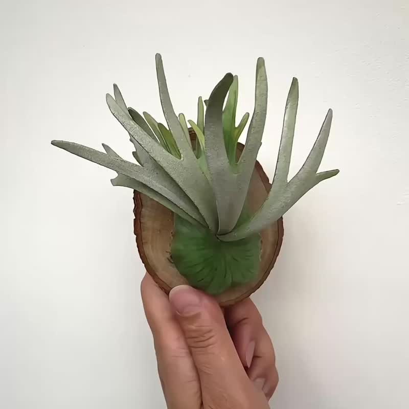 银鹿立叶皮革鹿角蕨 - 植栽/盆栽 - 真皮 