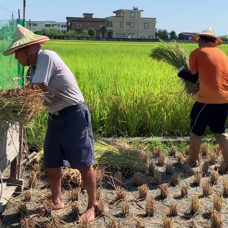 陈家庄100%纯米蛋卷  手工制作 - 手工饼干 - 环保材料 黄色