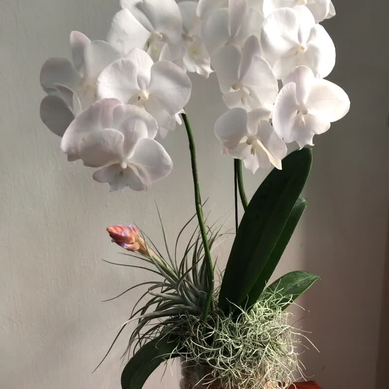 白心蝴蝶兰花植栽 - 植栽/盆栽 - 植物．花 白色