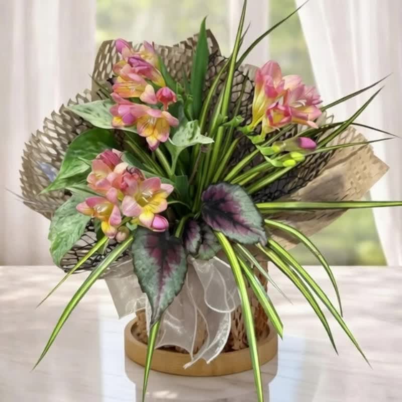 花漾迎喜 / 观叶祝贺植礼 春季限定 - 植栽/盆栽 - 植物．花 