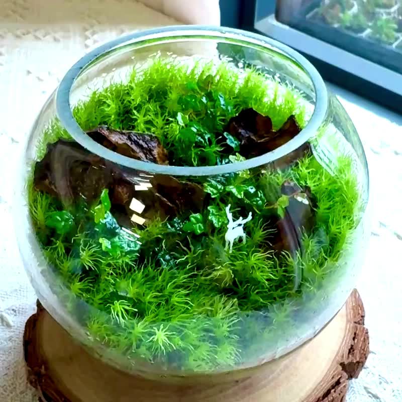 福鹿森林：手作苔藓生态缸 疗愈微景观 办公室绿意 质感设计送礼 - 植栽/盆栽 - 植物．花 绿色