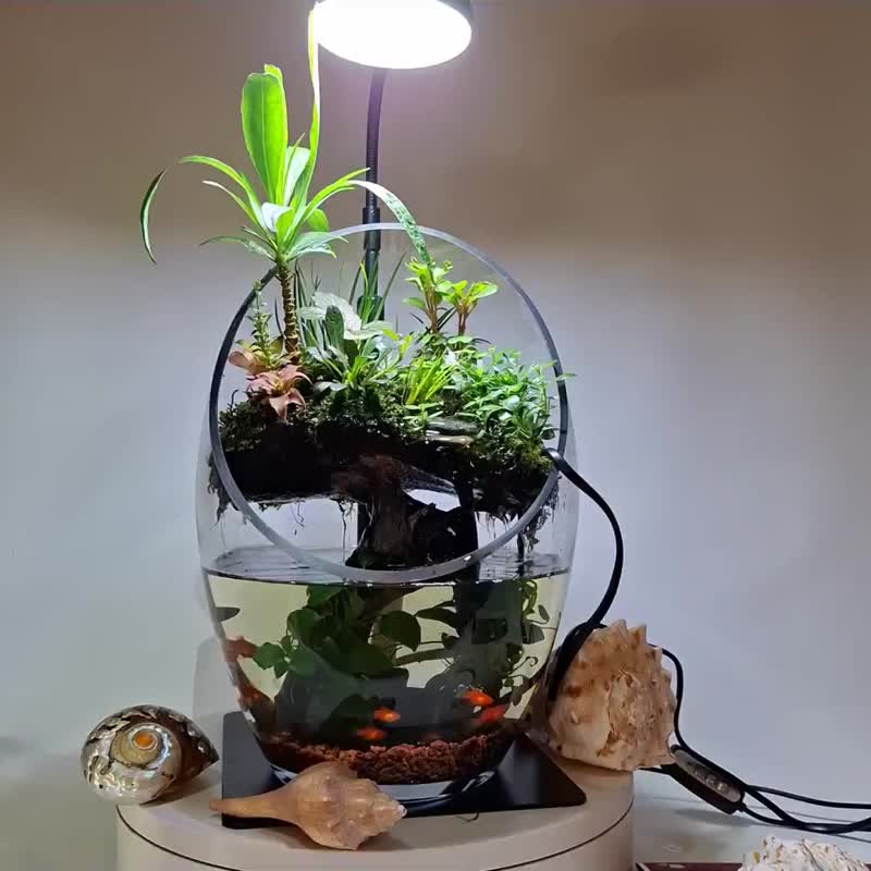 水陆生态缸 - 植栽/盆栽 - 玻璃 