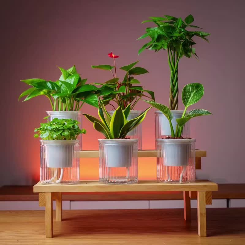 袖珍椰子 免浇水盆栽 室内植物 观叶植物  礼物 办公室小物 - 植栽/盆栽 - 植物．花 