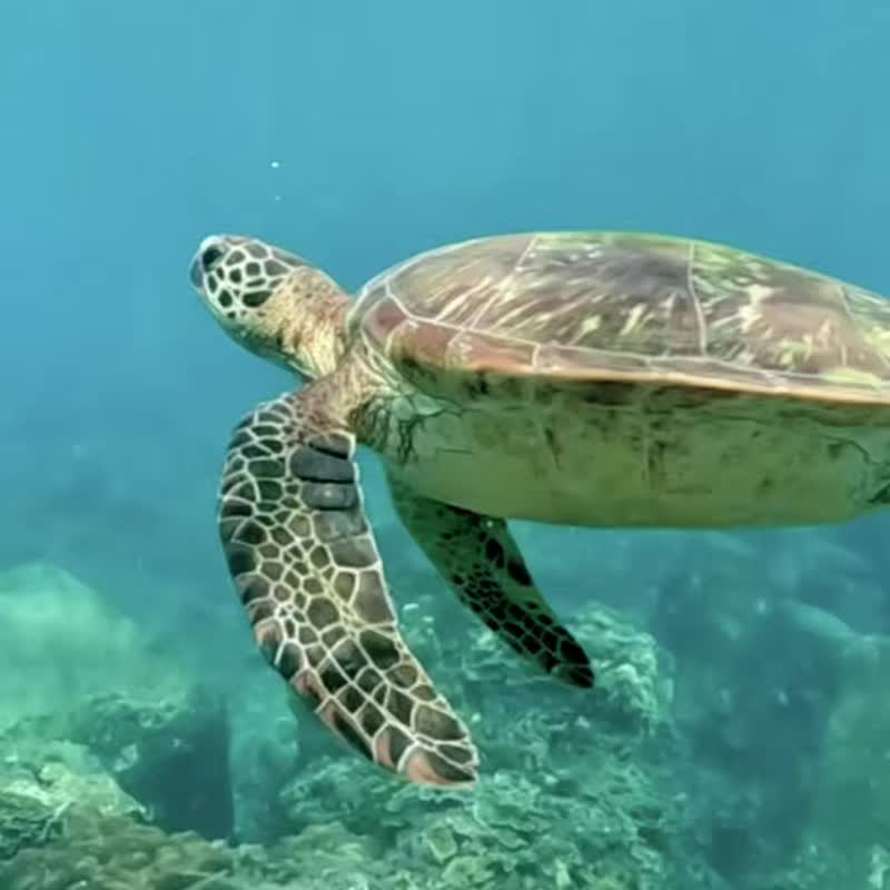慢慢来比较快 • 纯银海龟镶鲍鱼贝编绳项链 - 项链 - 纯银 