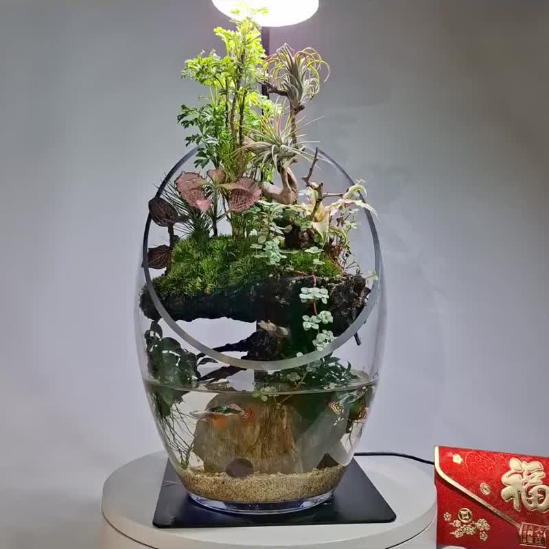 水陆生态缸 - 植栽/盆栽 - 玻璃 