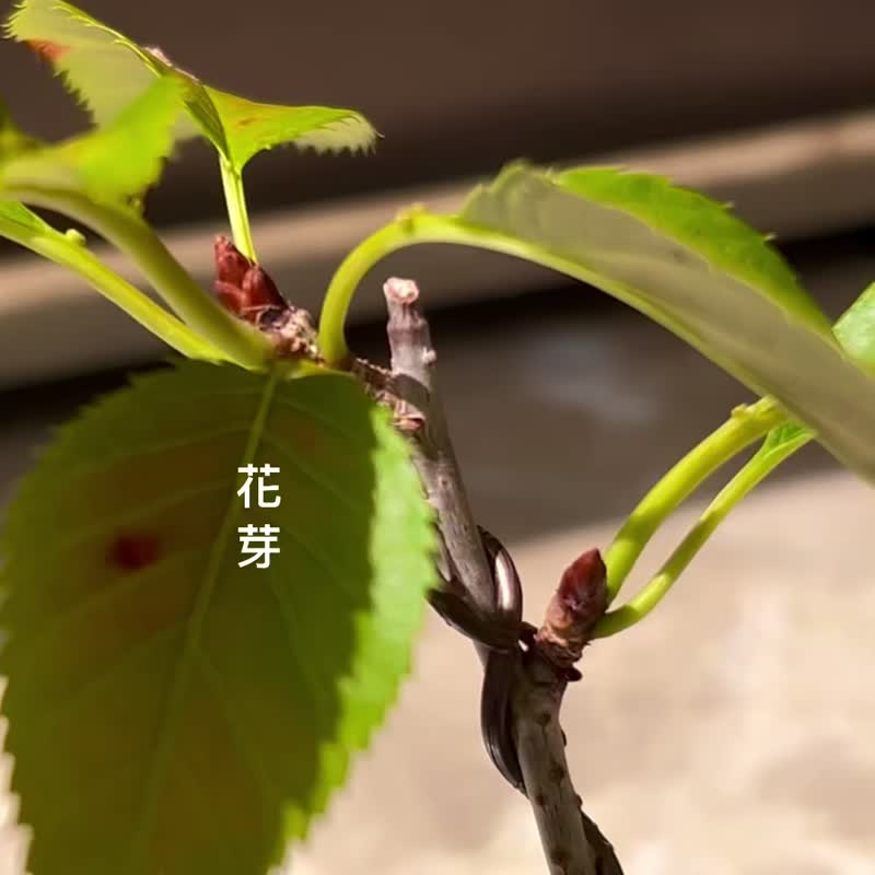 鞍马关山樱∣樱花迷你盆栽 有花芽 - 植栽/盆栽 - 陶 