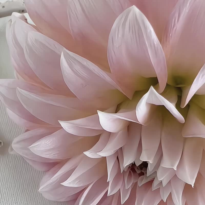 幸运草项链 - 18K 纯金 0.12 克拉天然钻石项链 - 项链 - 贵金属 金色