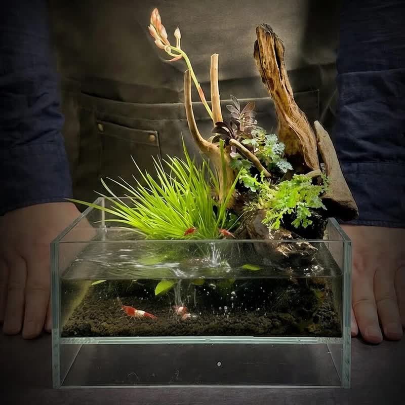 浮木之上 / 定制化循环系统水陆生态缸 - 植栽/盆栽 - 植物．花 